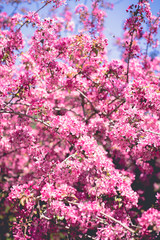 Obraz premium Blossom with Soft focus