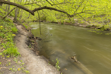 Minneopa River / A river in the woods during spring.