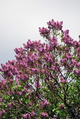 Lilac trees in lilac garden in Moscow.