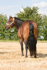 Nice brown horse posing