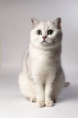 white cat
