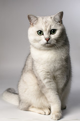 white cat
