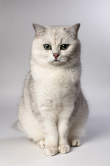 Fototapeta na wymiar white cat 