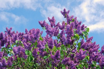 Obraz premium Lilac trees in lilac garden in Moscow.