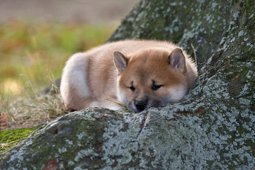 Portrait of nice laying puppy