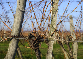 Weingarten mit leeren Reben im Herbst