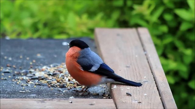 bird bullfinch Pyrrhula pyrrhula
