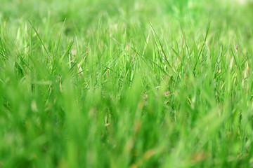 Fresh green spring grass, close up