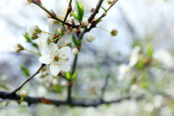 White blooming tree branch