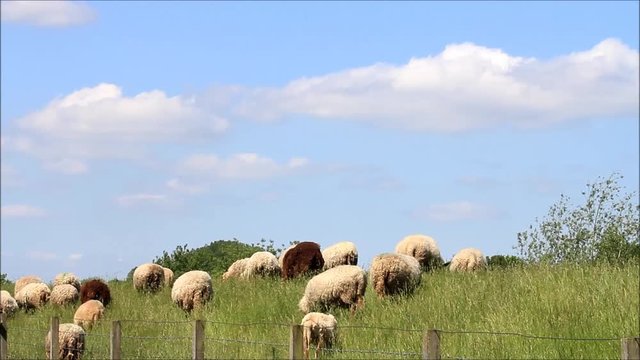 herd of sheep grazing on dike
