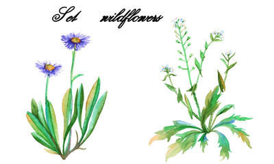 Fototapeta na wymiar Set wildflowers. isolated. watercolor.