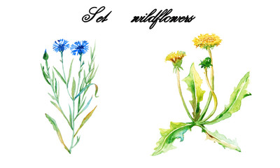 Set wildflowers. isolated. watercolor.