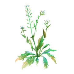 wild flower. isolated. watercolor.