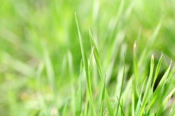 Fototapeta na wymiar Fresh green spring grass, close up