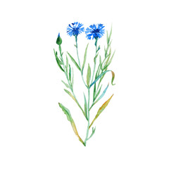 wild flower. isolated. watercolor.