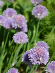 Chive Flowers