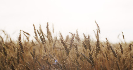 Fototapeta premium ears of wheat at warm summer sunset light, 4k photo