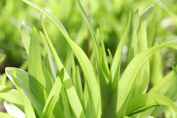 Fresh green spring grass, close up
