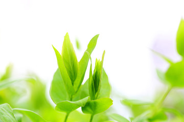 Fototapeta premium Spring green lush foliage