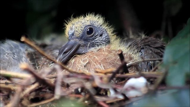 newborn dove baby on nest
