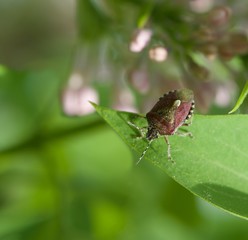 Fototapeta na wymiar Bedbug in grenn blurry natural background on spring time, vivid nature