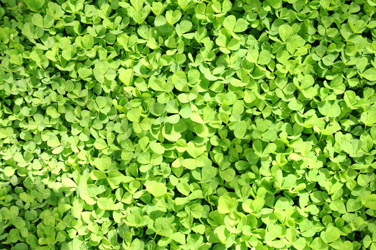 Green clover leaves background