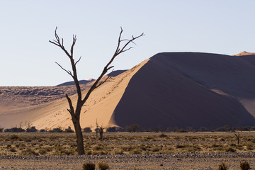 Fototapeta na wymiar Red dunes in the Namib Desert, in Sossusvlei, Namibia