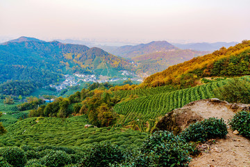 Fototapeta na wymiar Landscape of Longjing tea fields