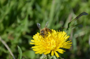 Пчела и одуванчик.