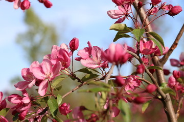 Obraz premium ростки и цветы, на ветвях деревьев