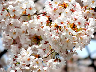 満開の桜