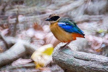 Blue-Winged pitta from Lens Reflex