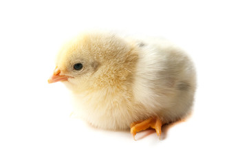 chicken isolated