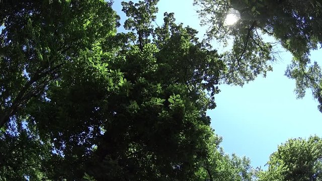 Alberi mossi dal vento