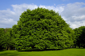 Parkanlage mit Jogger