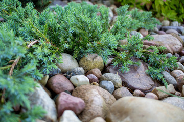 Garden with stones