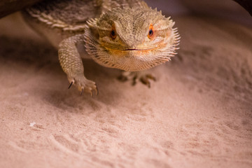 pogona vitticeps 