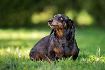 dachshund dog sitting on grass