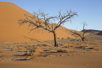 Fototapeta na wymiar Viewof trees near the dune 45 in the Namib Desert, Sossusvlei, N