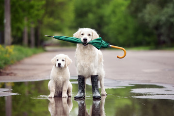 golden retriever and puppy in a puddle holding an umbrella