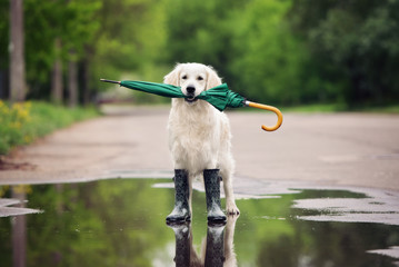golden retriever dog in rain boots holding an umbrella - obrazy, fototapety, plakaty