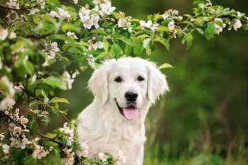 golden retriever dog portrait - obrazy, fototapety, plakaty
