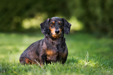 dachshund dog sitting outdoors