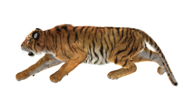 3D Rendering Tiger on White