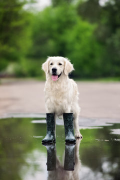happy golden retriever dog in rain boots standing in a puddle