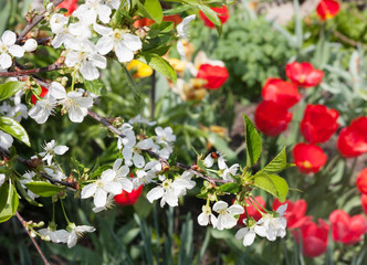 Sprig of cherry blossoms