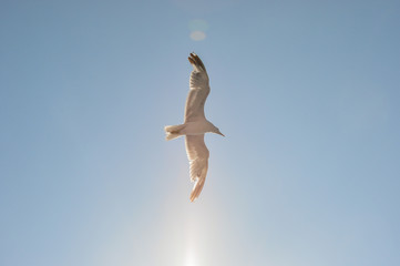 A seagull across the sky