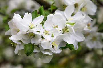 цветущая ветка яблони