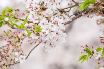 Fototapeta premium Cherry blossom in spring season ,Japan