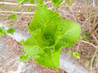 アジサイの若芽